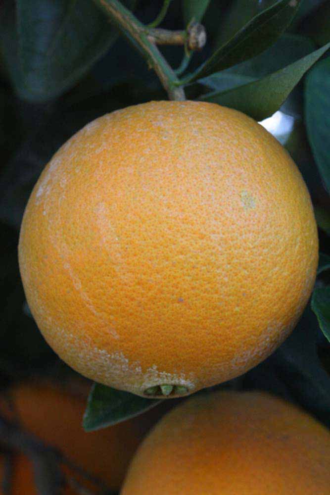              Fruit (Riverside, CA)       